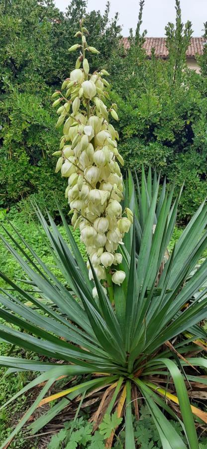 Il Giardino Del Gallo Cherasco Zewnętrze zdjęcie
