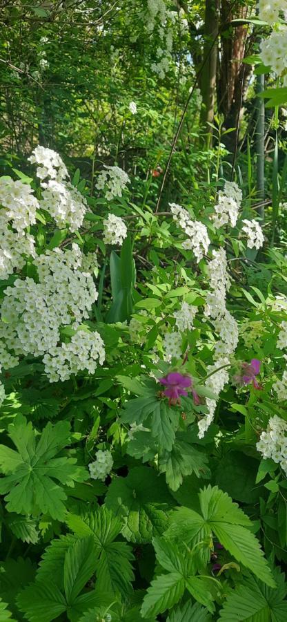 Il Giardino Del Gallo Cherasco Zewnętrze zdjęcie