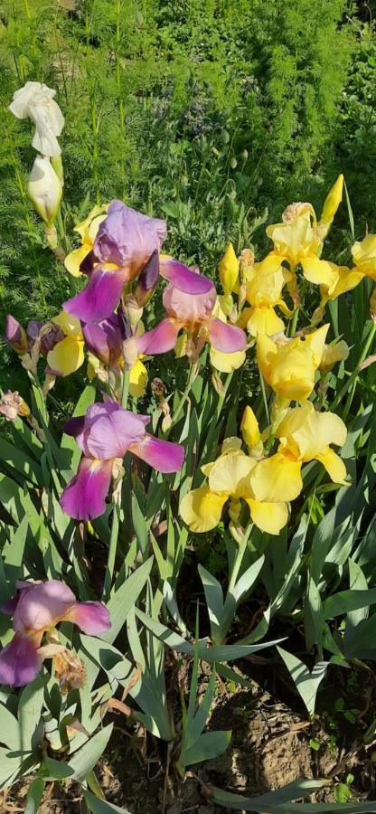 Il Giardino Del Gallo Cherasco Zewnętrze zdjęcie
