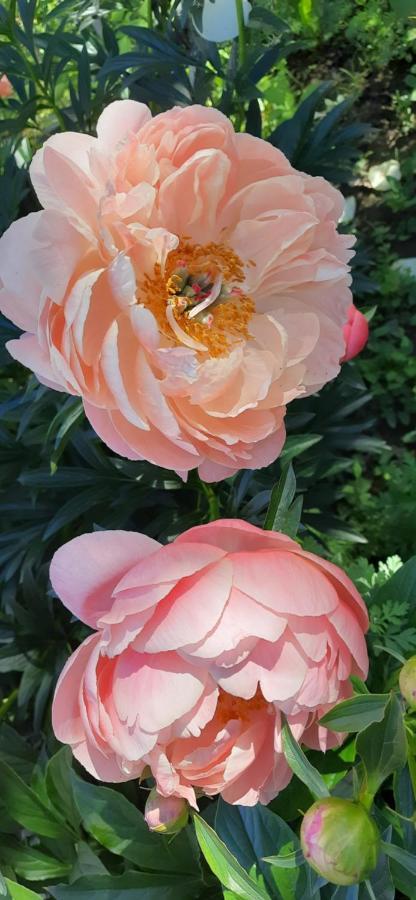 Il Giardino Del Gallo Cherasco Zewnętrze zdjęcie