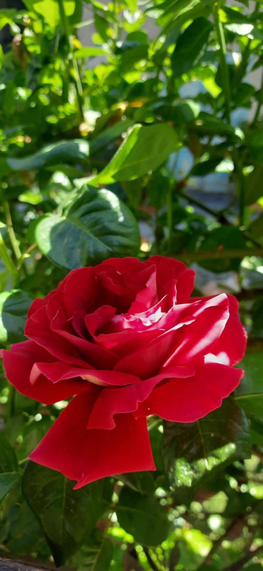 Il Giardino Del Gallo Cherasco Zewnętrze zdjęcie