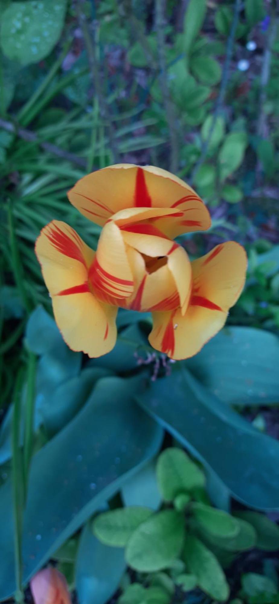 Il Giardino Del Gallo Cherasco Zewnętrze zdjęcie