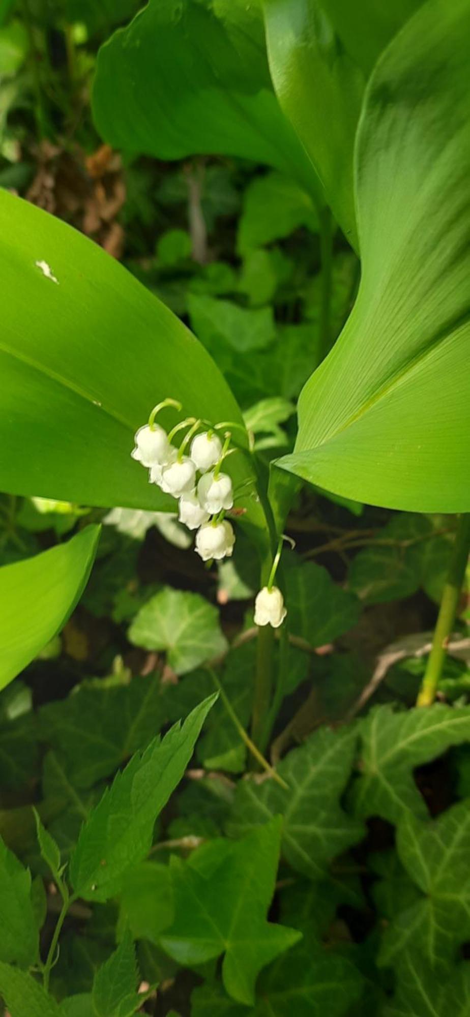 Il Giardino Del Gallo Cherasco Zewnętrze zdjęcie