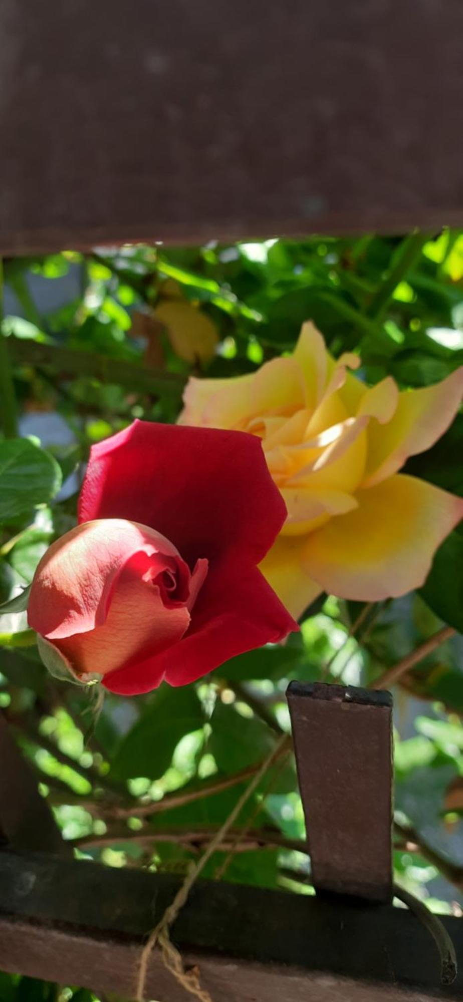 Il Giardino Del Gallo Cherasco Zewnętrze zdjęcie