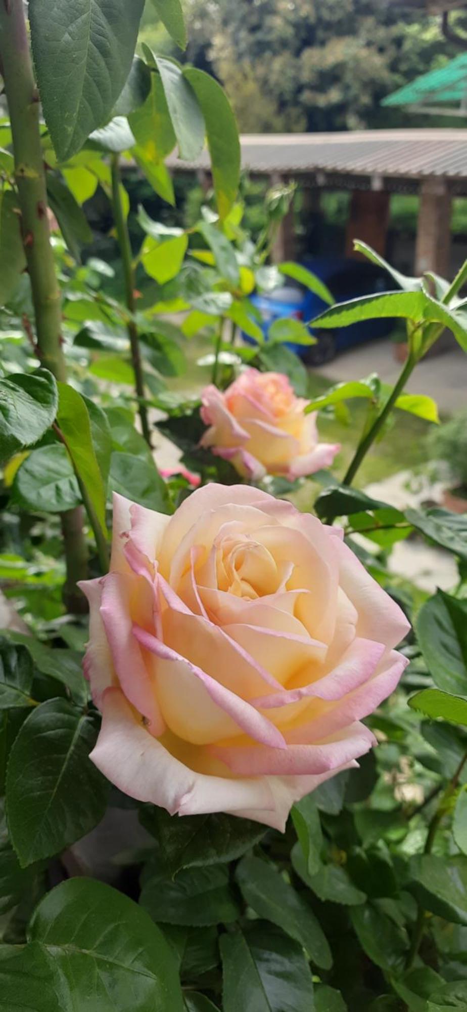 Il Giardino Del Gallo Cherasco Zewnętrze zdjęcie