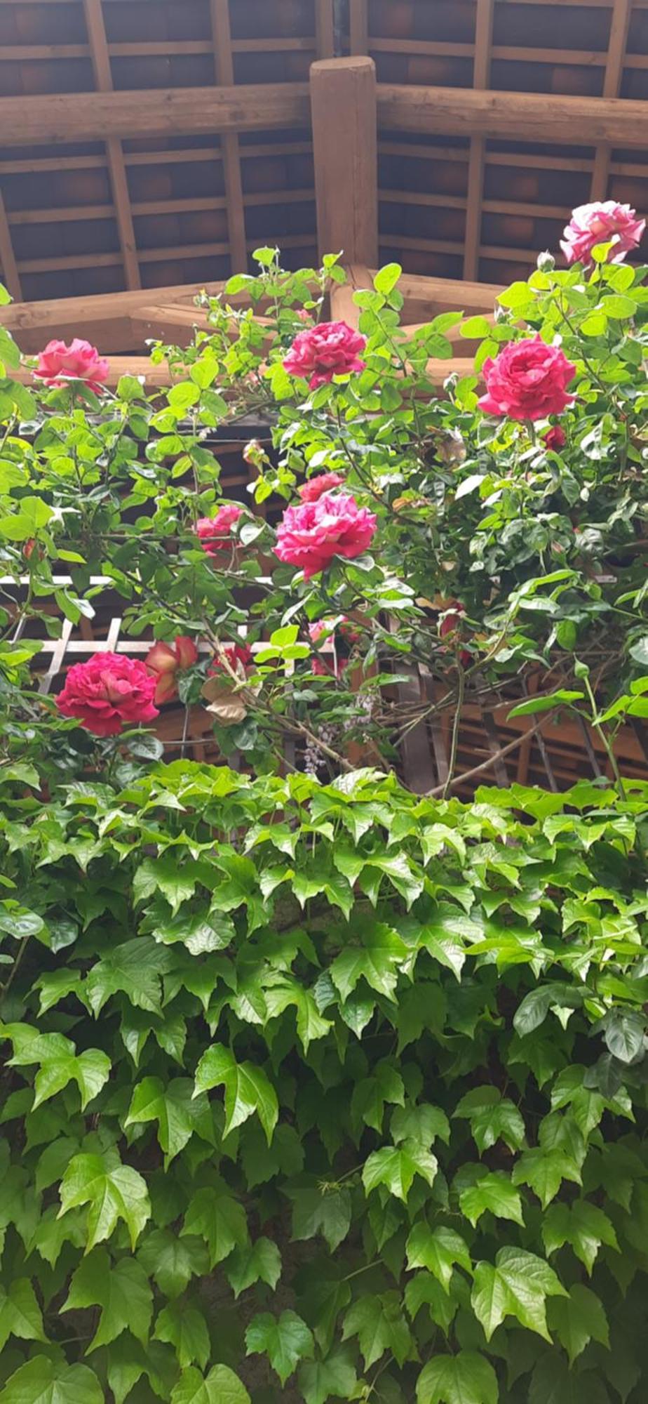 Il Giardino Del Gallo Cherasco Zewnętrze zdjęcie