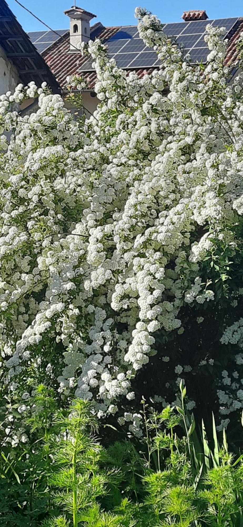 Il Giardino Del Gallo Cherasco Zewnętrze zdjęcie
