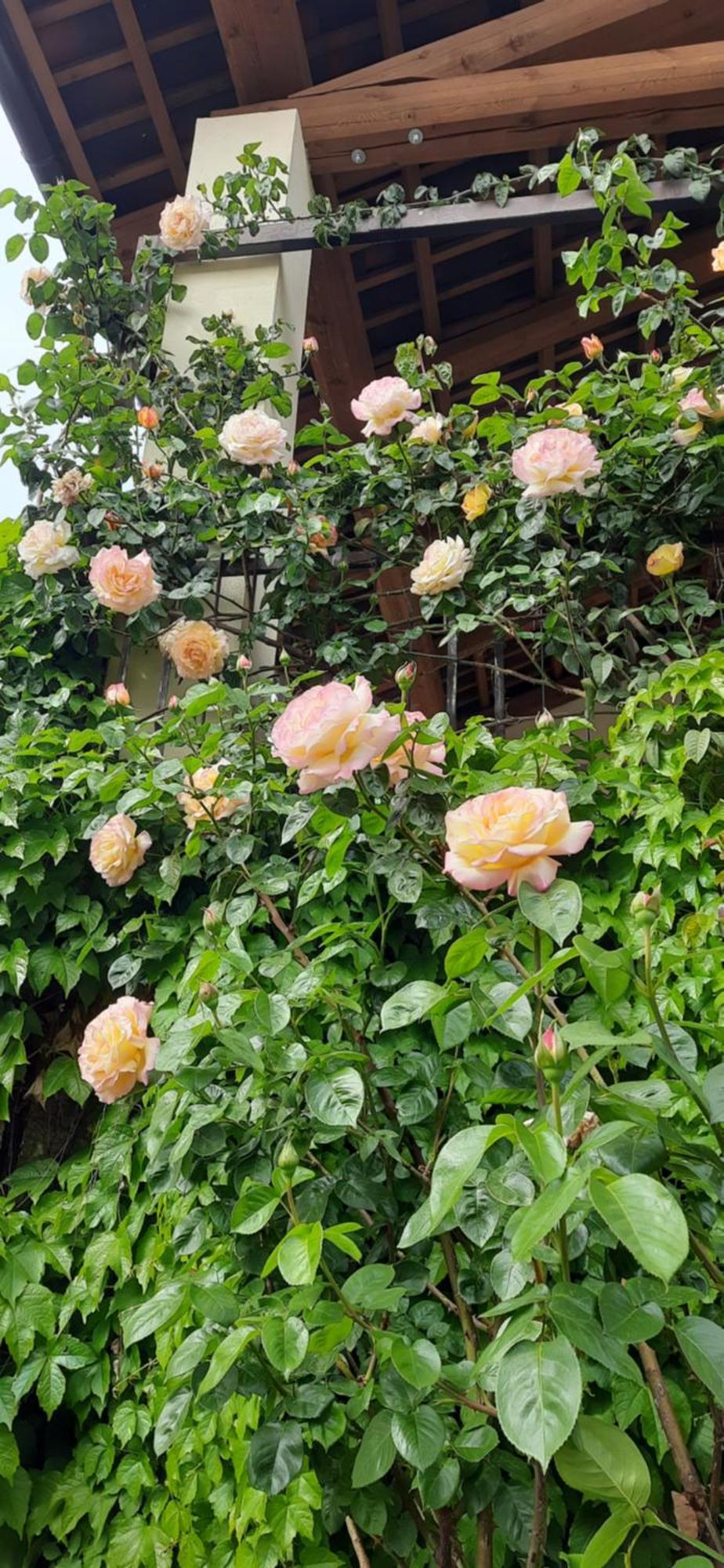 Il Giardino Del Gallo Cherasco Zewnętrze zdjęcie